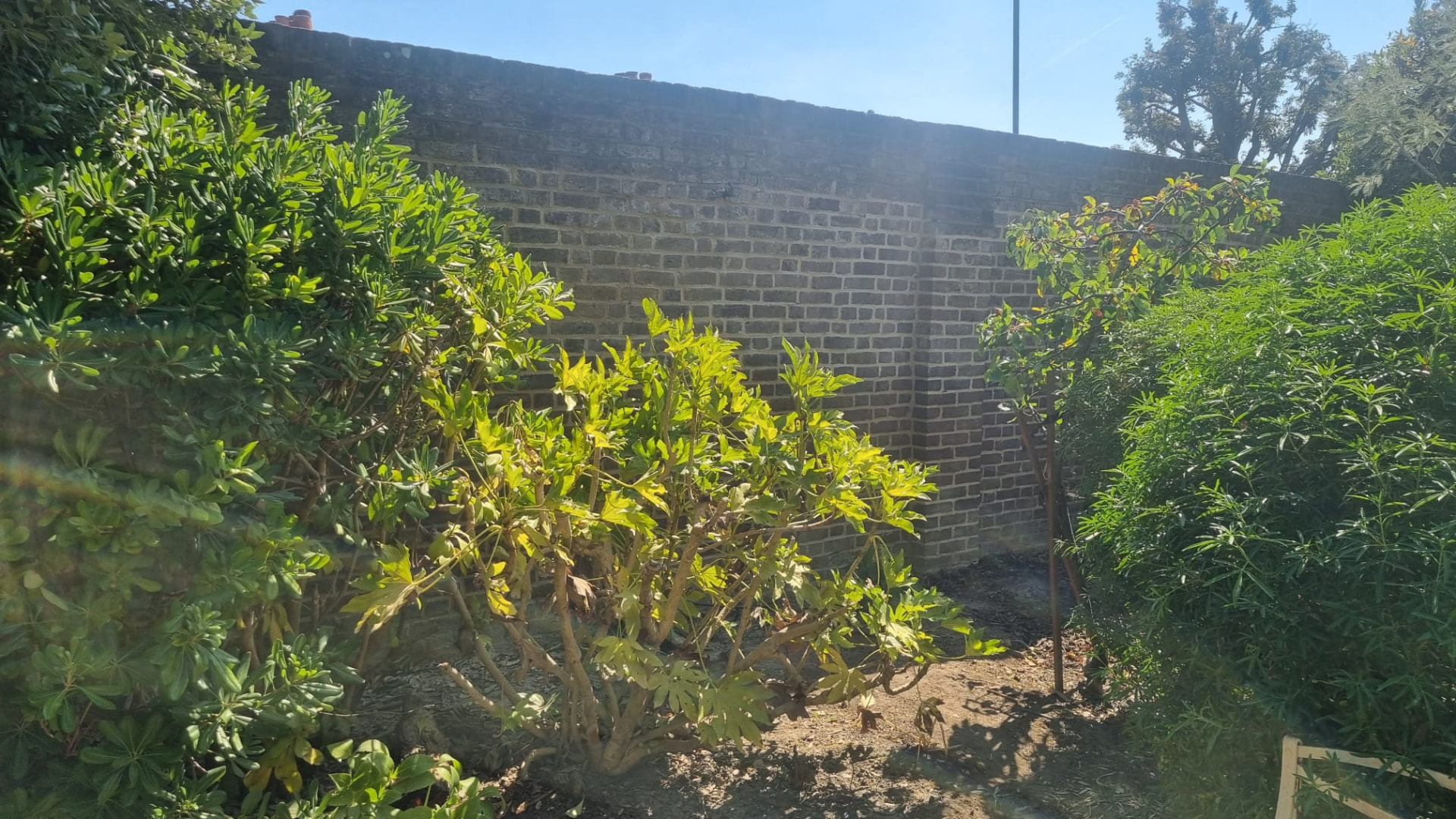The same Hampton boundary wall after full lime repointing with flush joints